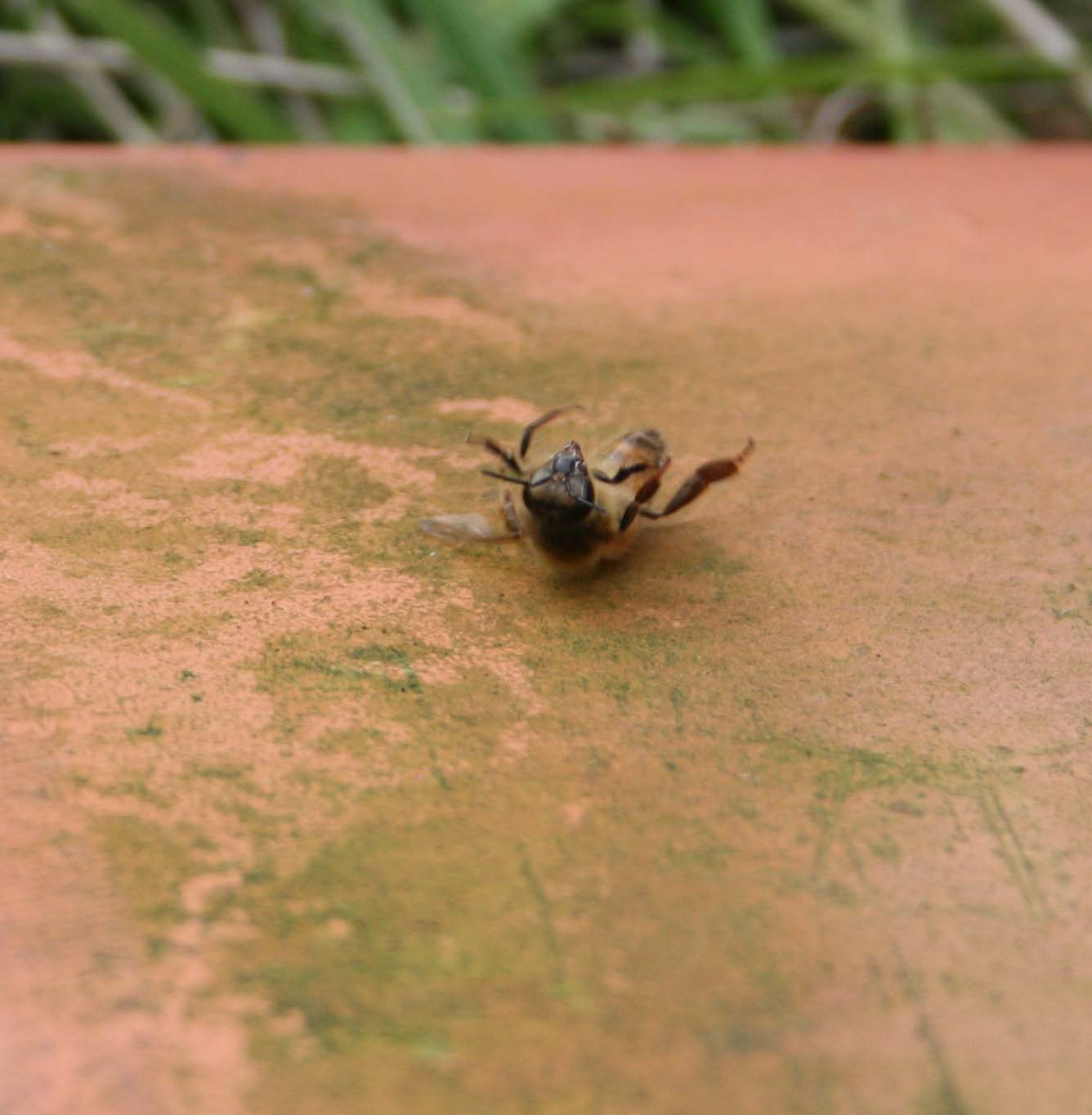 wasps-attacking-bees 054a.jpg